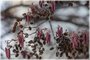 Alder Cones and Catkins