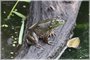 American Bullfrog