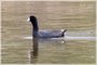 American Coot