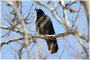 American Crow