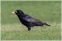 American Crow