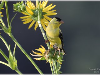 American Goldfinch