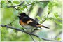 Male American Redstart