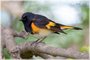 American Redstart