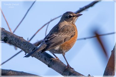 American Robin