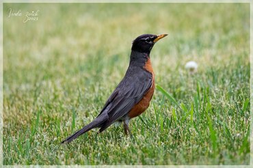 American Robin