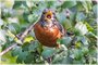 American Robin