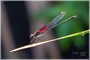 American Rubyspot