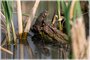 American Toad