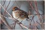 American Tree Sparrow