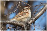 American Tree Sparrow