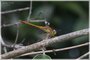 Autumn Meadowhawk