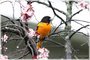 Adult Male Baltimore Oriole