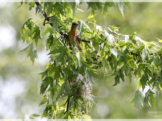 Baltimore Oriole Female