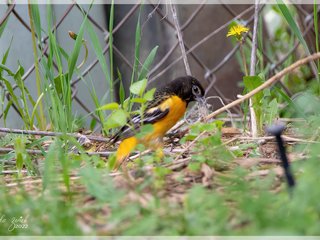 Baltimore Oriole