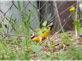 Baltimore Oriole