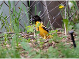 Baltimore Oriole