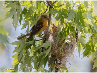 Baltimore Oriole Female