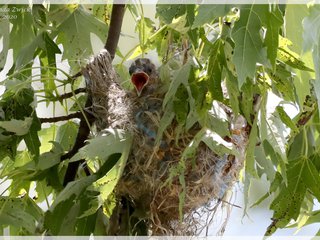 Baltimore Oriole Nestling