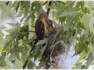 Baltimore Oriole Female