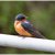 Barn Swallow