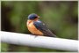 Barn Swallow