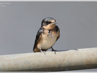 Immature Barn Swallow