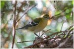 Bay-breasted Warbler