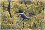 Belted Kingfisher Female