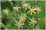 Big-leaved Aster