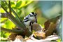 Black-and-white Warbler