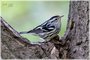 Black-and-white Warbler