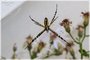 Black and Yellow Garden Spider