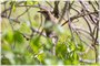 Black-billed Cuckoo