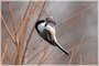 Black-capped Chickadee