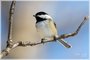 Black-capped Chickadee