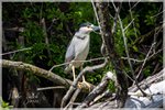 Black-crowned Night-Heron