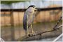 Black-crowned Night-Heron