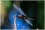 Black Saddlebags