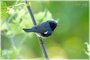 Black-throated Blue Warbler