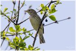 Blackpoll Warbler