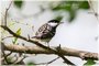 Blackpoll Warbler Male in Breeding Plumage