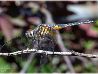 Female Blue Dasher