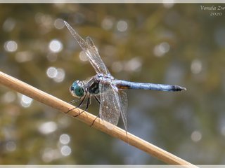 Male Blue Dasher