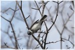 Blue-gray Gnatcatcher