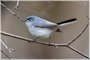 Blue-gray Gnatcatcher