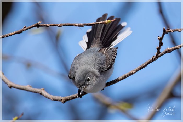 Maryland Biodiversity Project - Blue-gray Gnatcatcher (Polioptila caerulea)