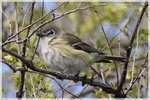 Blue-headed Vireo