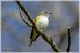 Blue-headed Vireo