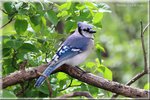 Blue Jay